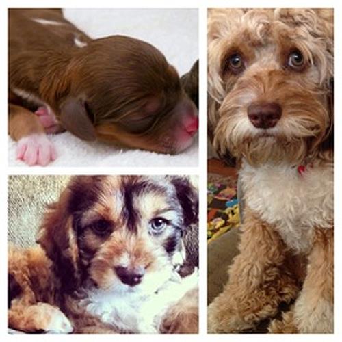 Contact us for Cockapoo Puppies for sale